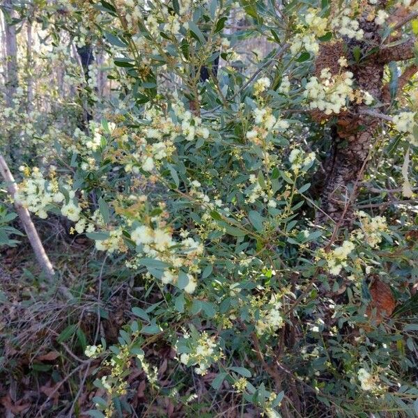 Acacia myrtifolia عادت