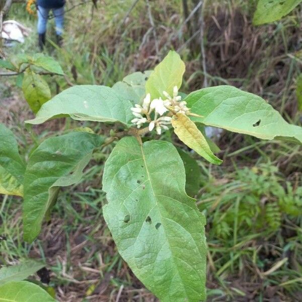 Solanum torvum Hostoa