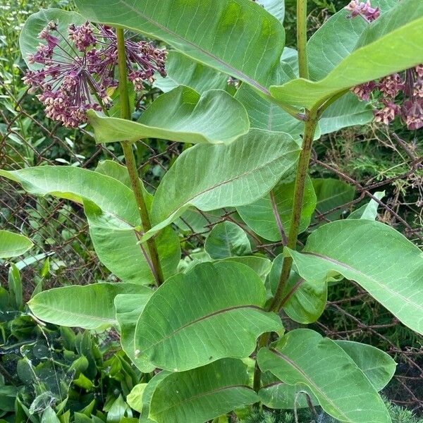 Asclepias syriaca Flower