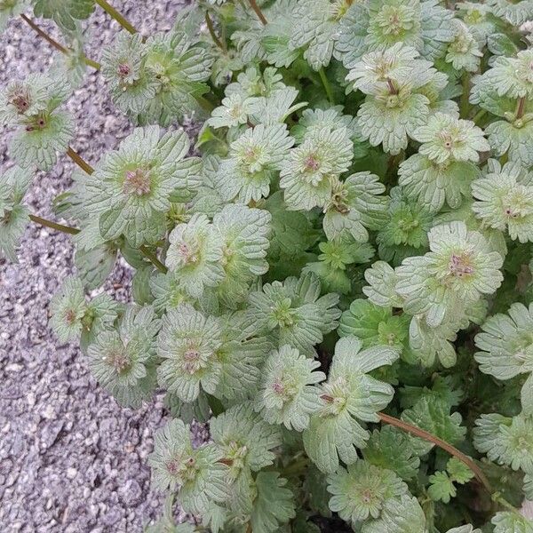 Lamium amplexicaule Habitus