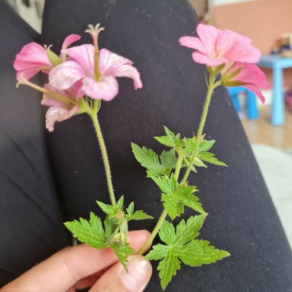 Geranium endressii Blomst