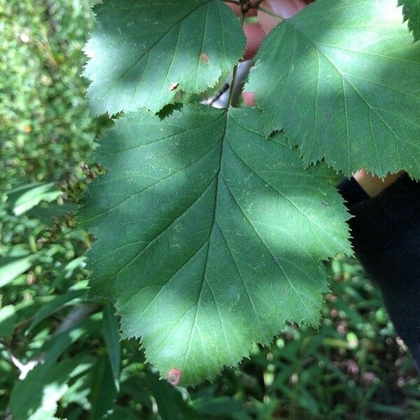 Crataegus submollis Foglia