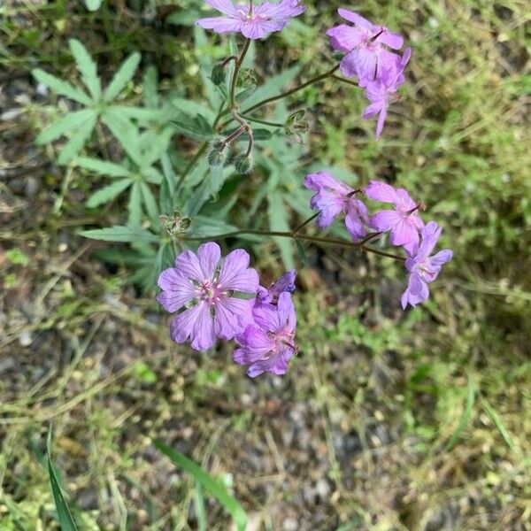 Geranium tuberosum Virág