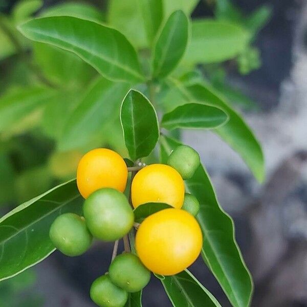 Lycianthes lycioides Fruitua