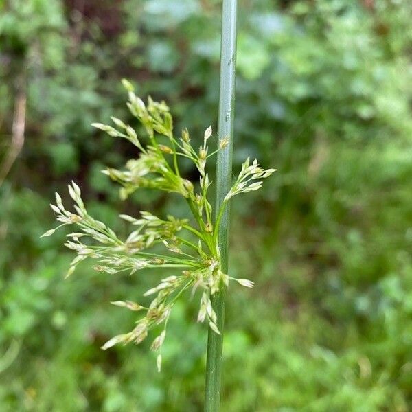 Juncus effusus Çiçek