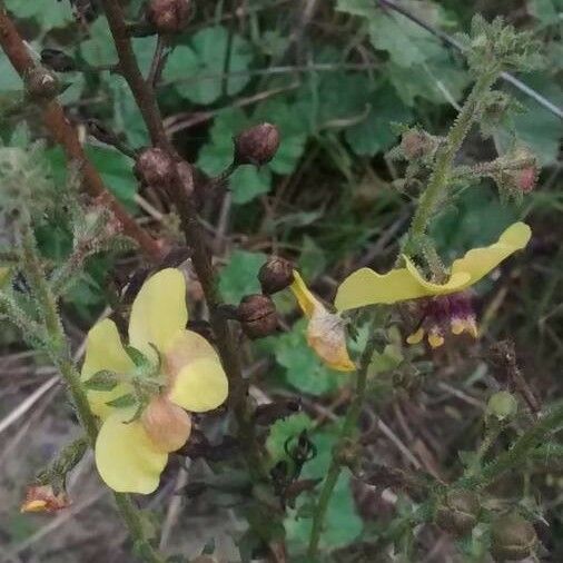 Verbascum sinuatum Квітка