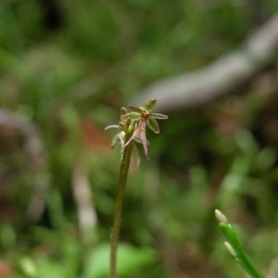 Neottia cordata Blüte