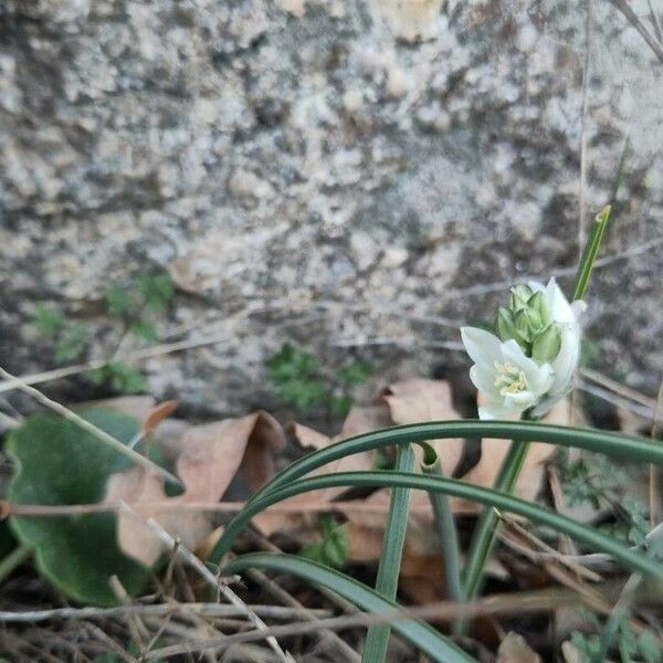 Ornithogalum broteroi Flower