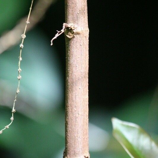 Boehmeria japonica Bark