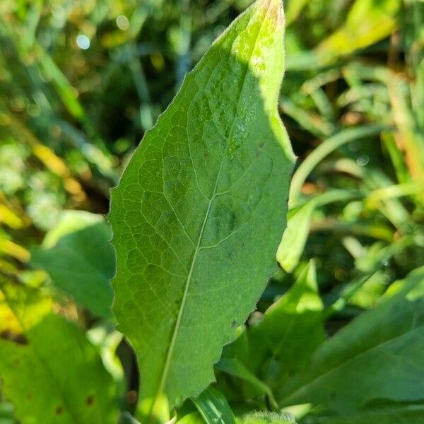 Centaurea phrygia Leaf