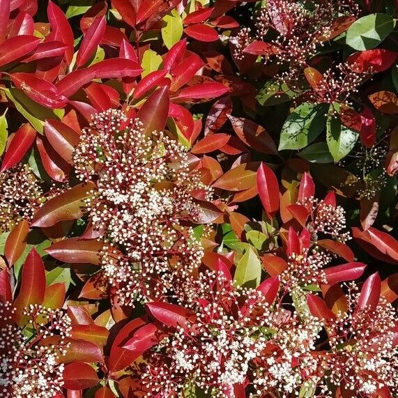 Photinia fraseri Habitat