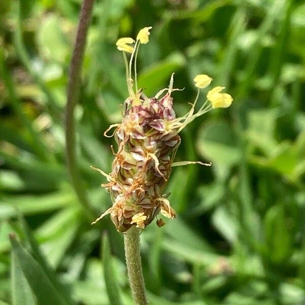 Plantago alpina Flower