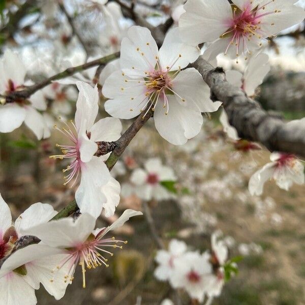 Prunus amygdalus Blomst