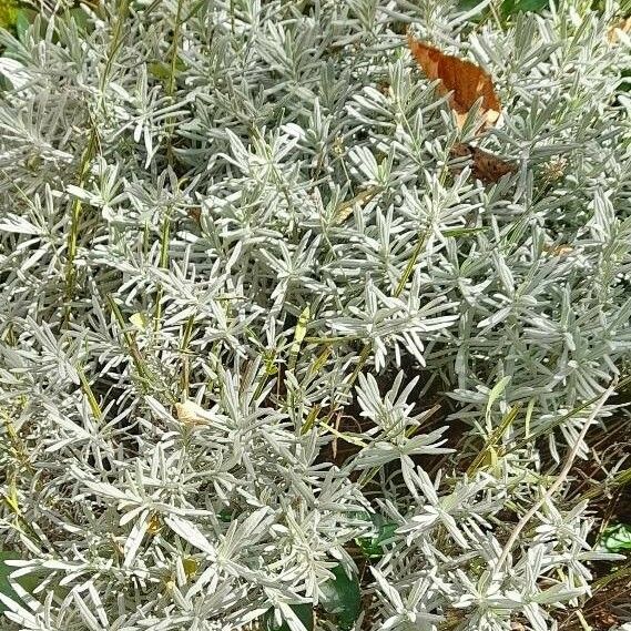 Lavandula latifolia Агульны выгляд