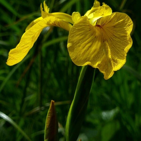 Iris pseudacorus Flower