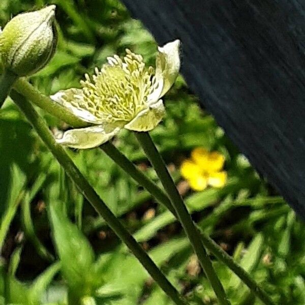 Anemone virginiana Çiçek