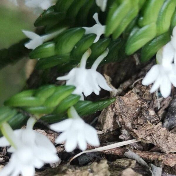 Angraecum distichum Flower