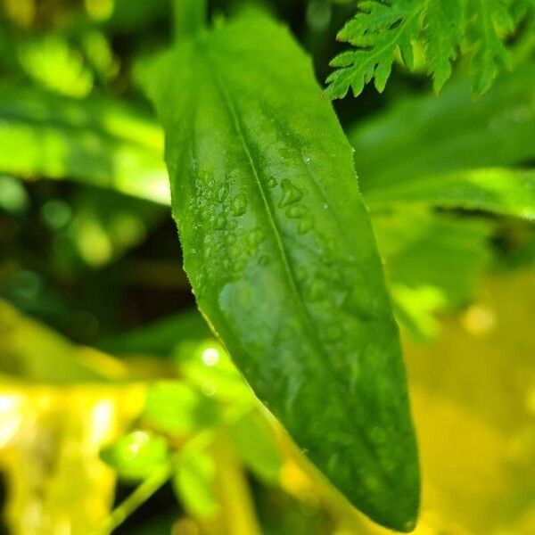 Camelina sativa পাতা