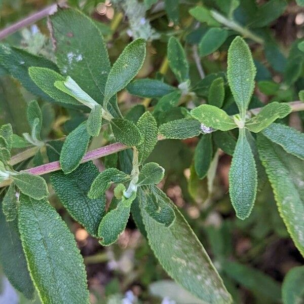 Salvia mellifera Φύλλο