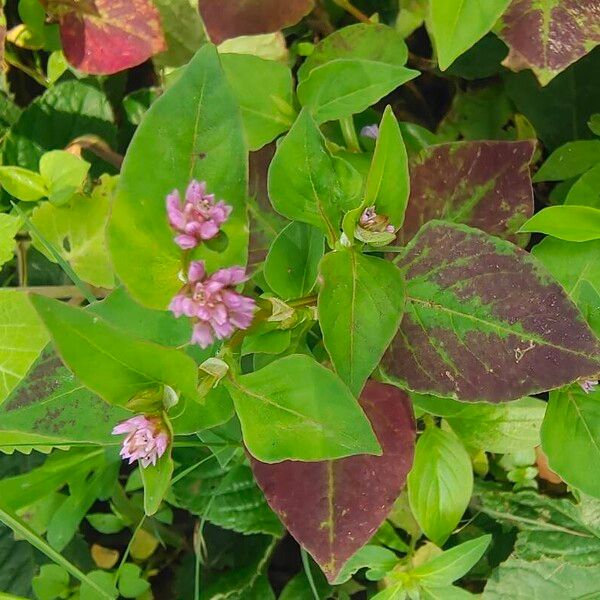 Persicaria nepalensis 花