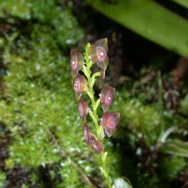 Stelis parvula Outro