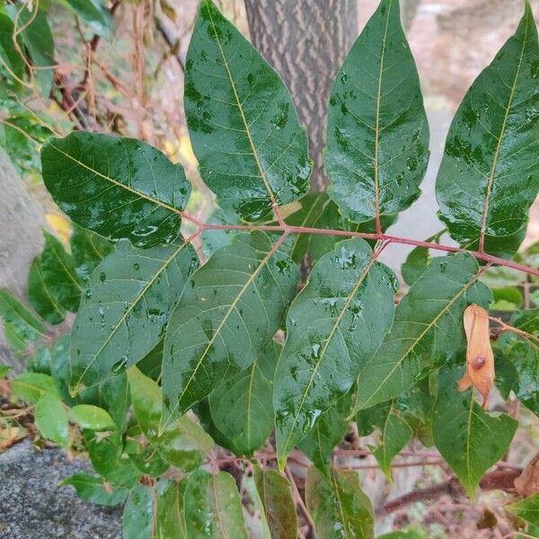 Ailanthus altissima Folha