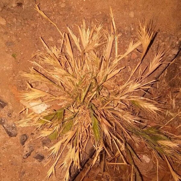 Bromus madritensis Flower