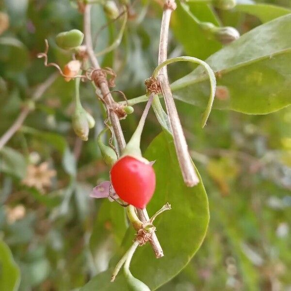 Lycium barbarum ফল