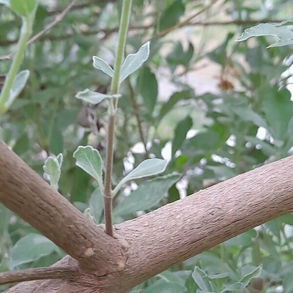 Vitex trifolia Kora