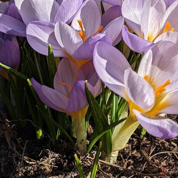 Crocus versicolor Cvet