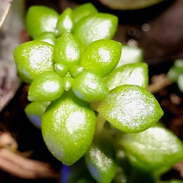 Pilea microphylla Folha