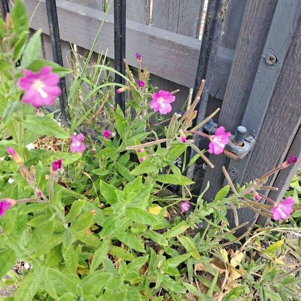 Epilobium hirsutum Žiedas