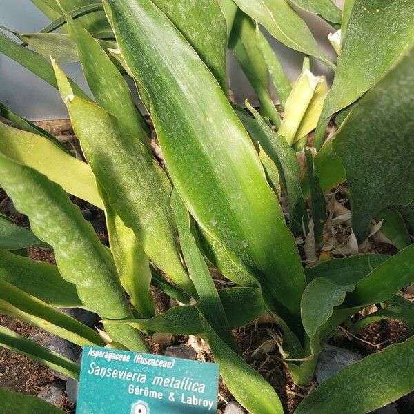 Sansevieria metallica Leaf