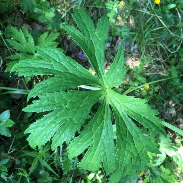 Ranunculus platanifolius Leaf