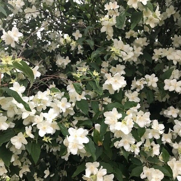 Philadelphus lewisii Flor