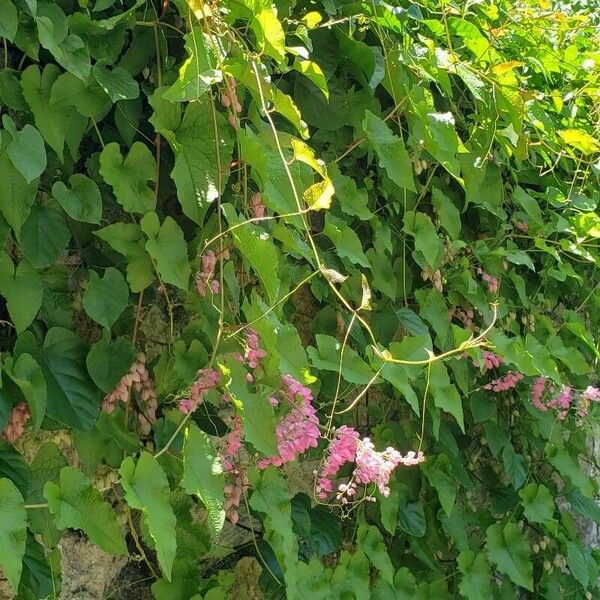 Antigonon leptopus 整株植物