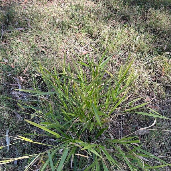 Urochloa eminii Hábitos