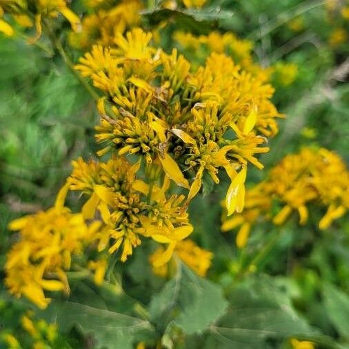 Verbesina occidentalis Blüte