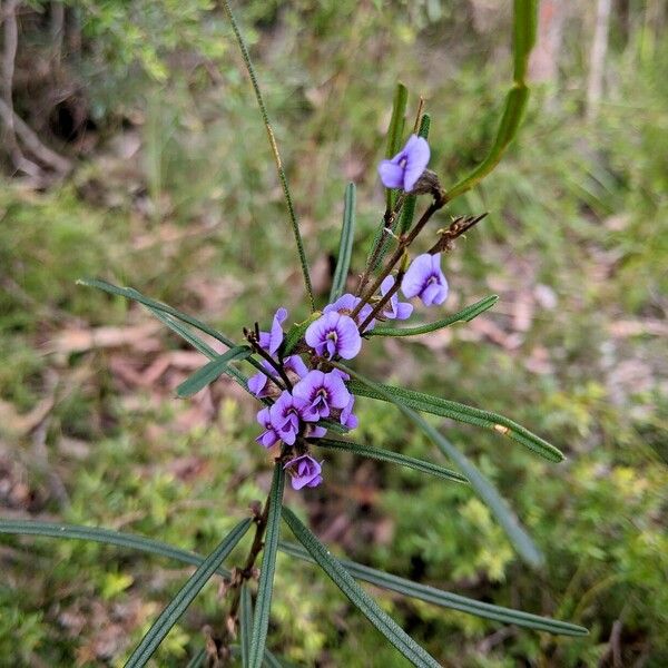 Hovea acutifolia Flower