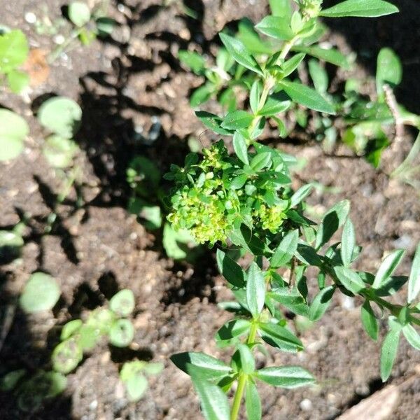 Spermacoce verticillata Bloem