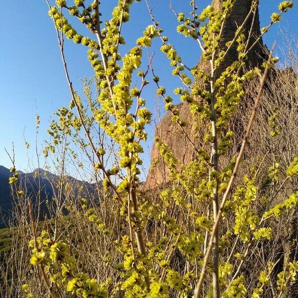 Ulmus glabra Blad