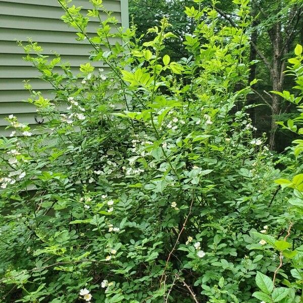 Rosa multiflora Flors