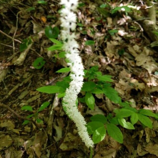 Chamaelirium luteum Fleur