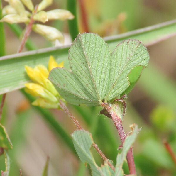 Trifolium dubium Blatt