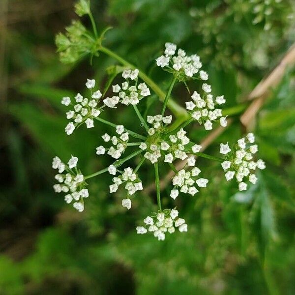 Berula erecta Кветка