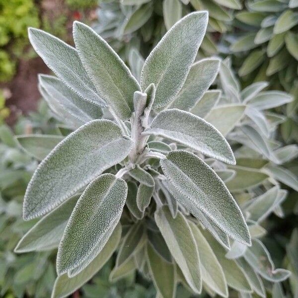 Salvia officinalis Lehti