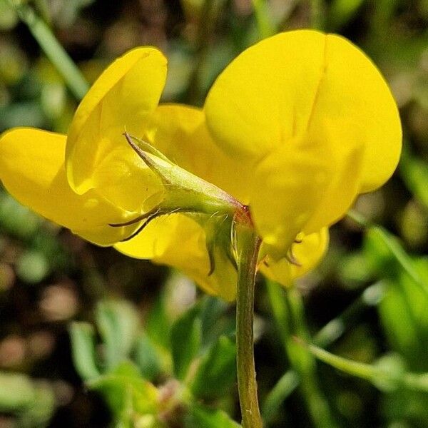 Lotus corniculatus Blüte