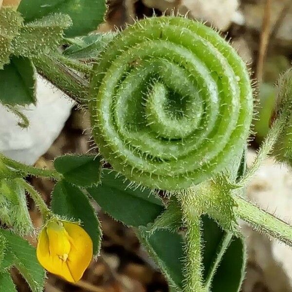 Medicago scutellata Плод