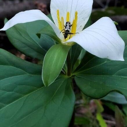 Trillium ovatum Flower