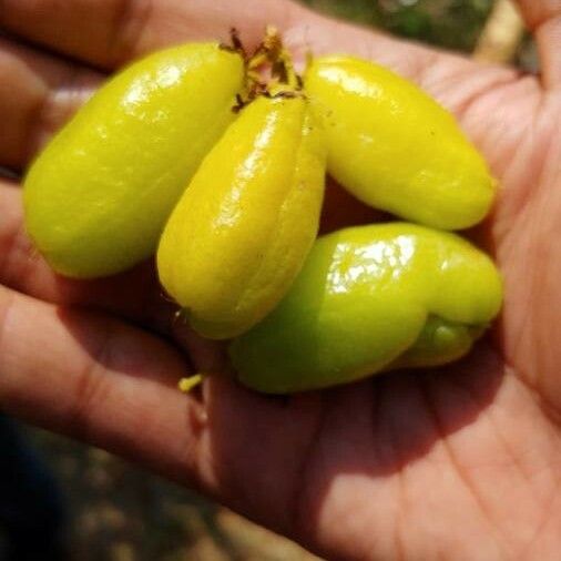 Averrhoa bilimbi Fruit